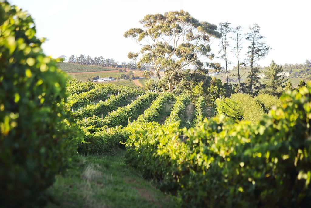 מלון סטלנבוש Brenaissance Wine & Stud Estate מראה חיצוני תמונה